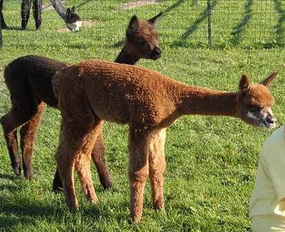 Maple View Farm Alpacas, Brandon VT Maple View Farm Alpacas
