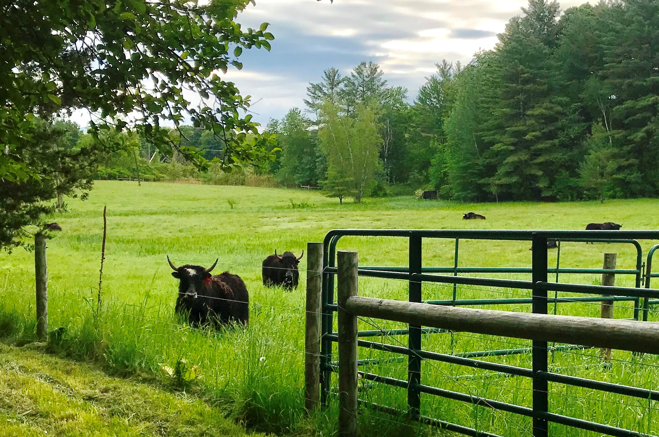 Home Brandon Chamber